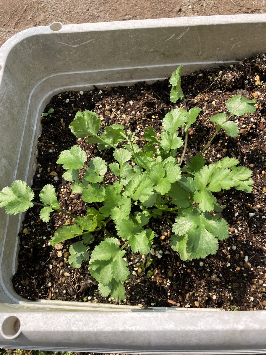 デュオ•くまジブぶー•マックスウェル tweet media