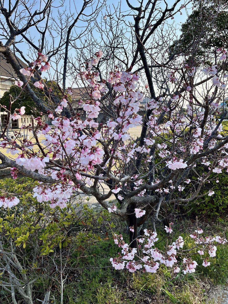 setodadolce's tweet photo. さくら🌸
今年も桜の季節となりましたね
あたたかな春の陽射しをあびて、生口島の桜も可愛いピンクの花を咲かせ始めました

今日はお天気も良く絶好のお出かけ日和☀️
喉が渇いたらジェラートでひと休みはいかがですか？
季節のおすすめ「さくら」のジェラートもご用意しております🌸

#桜 https://t.co/FmnyygqA5u
