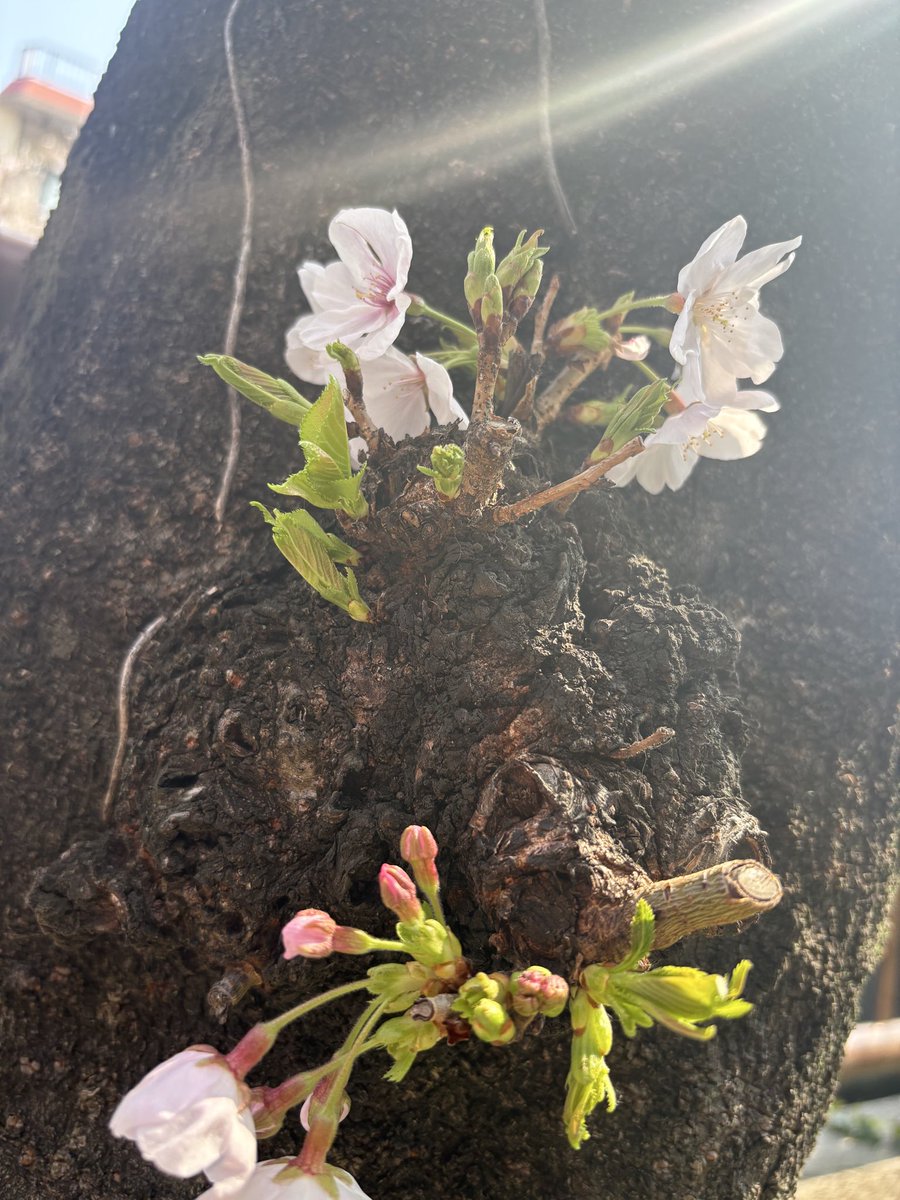 mami꒰๑´•.̫ • `๑꒱ tweet media