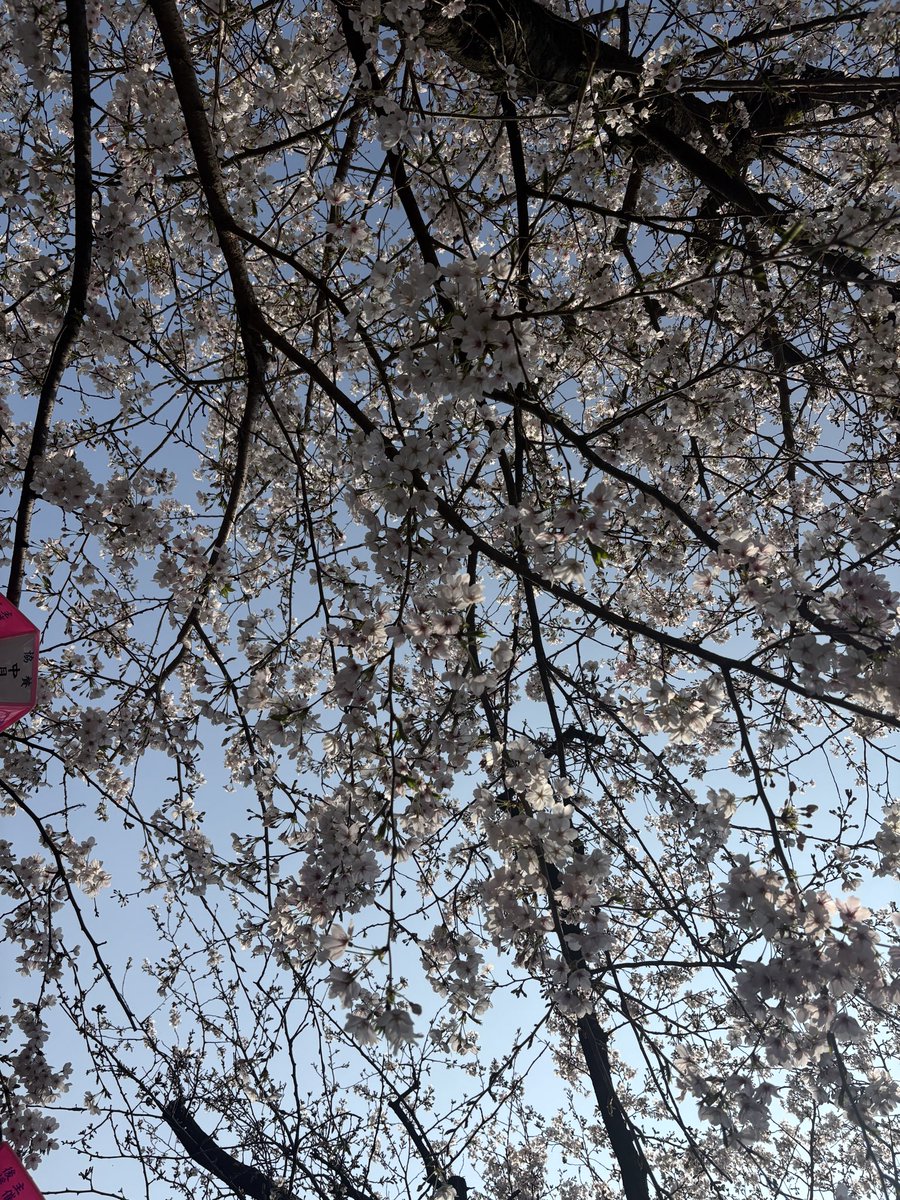 mami꒰๑´•.̫ • `๑꒱ tweet media