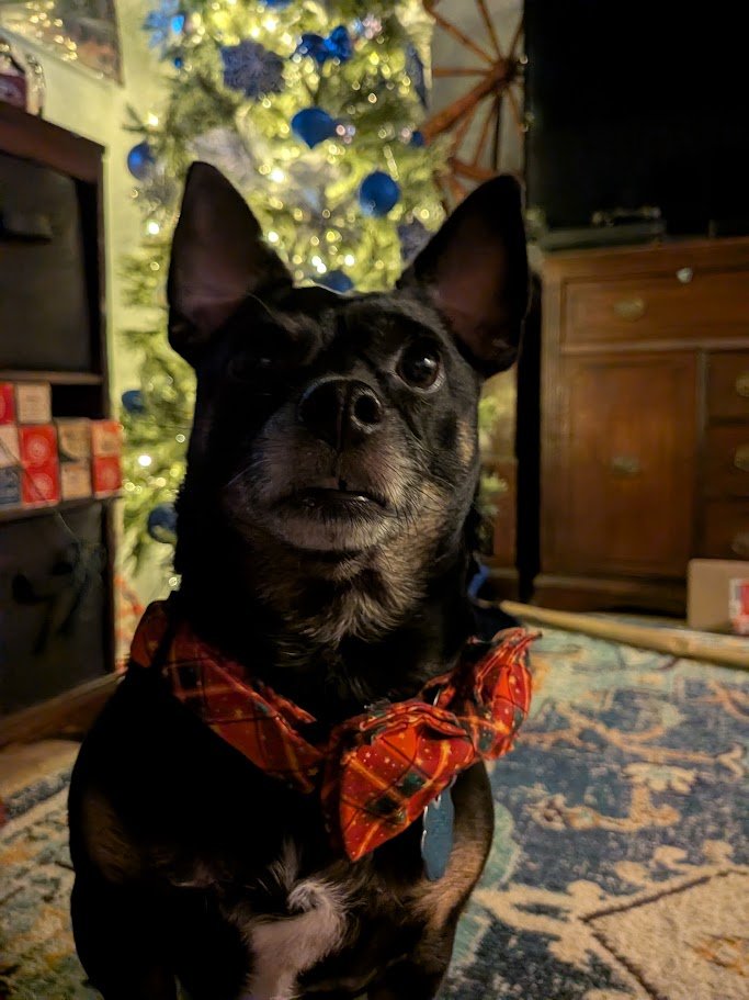 PollySolipsism tweet media