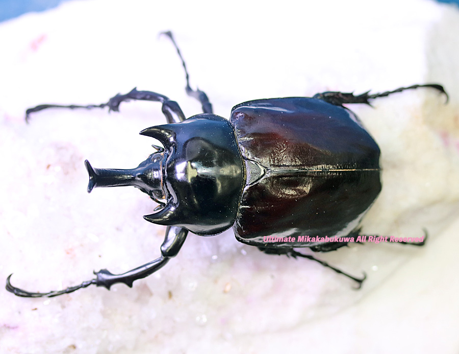 アルティメットミカカブクワ tweet media