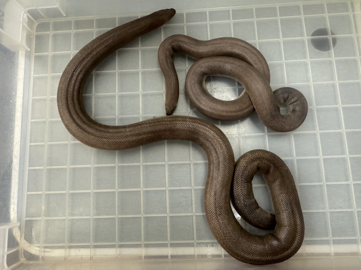 🍺こう🦎🍻🍢 tweet media