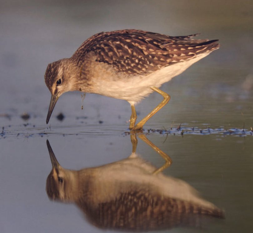 The Investor. tweet media