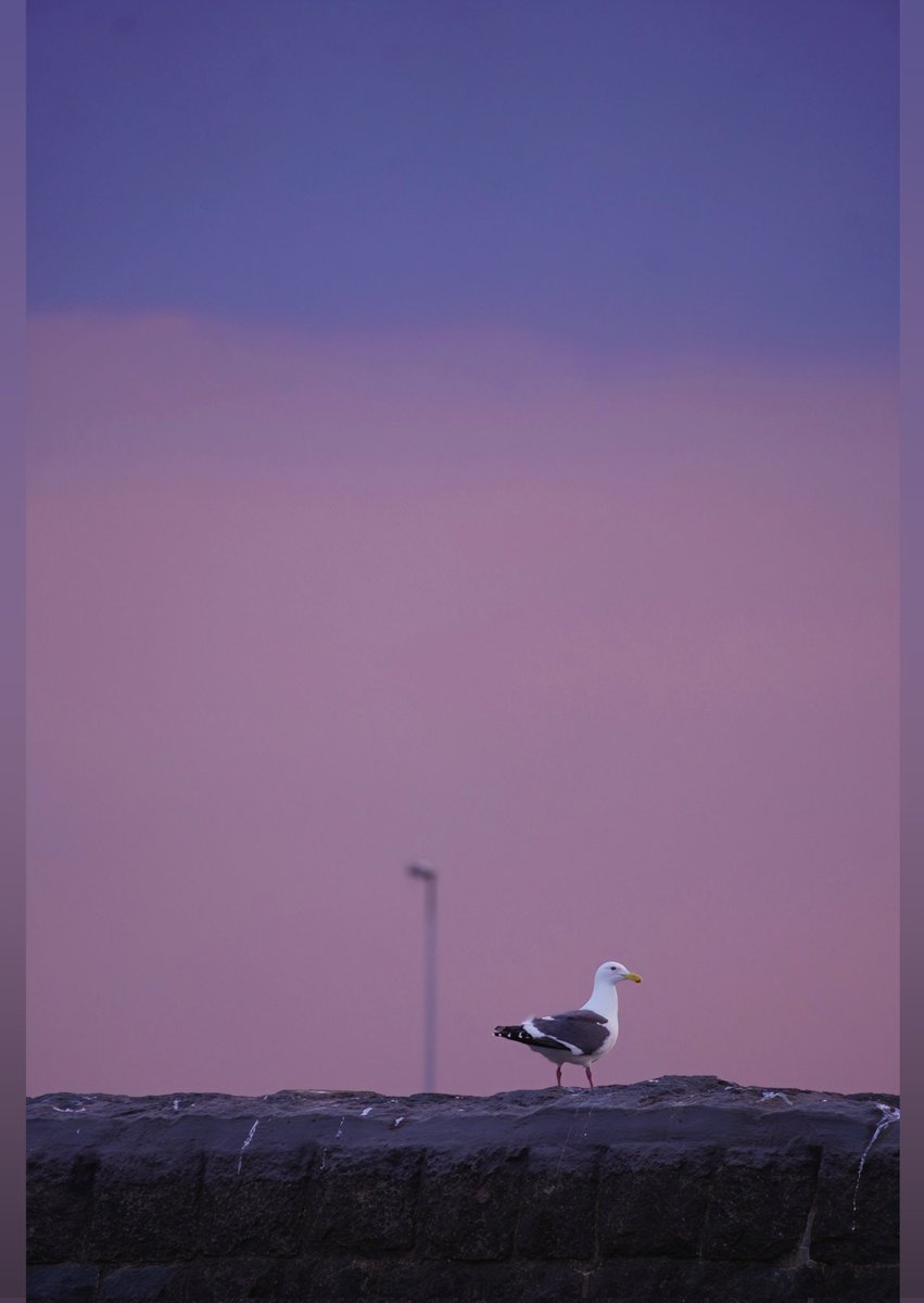 hanamaru tweet media