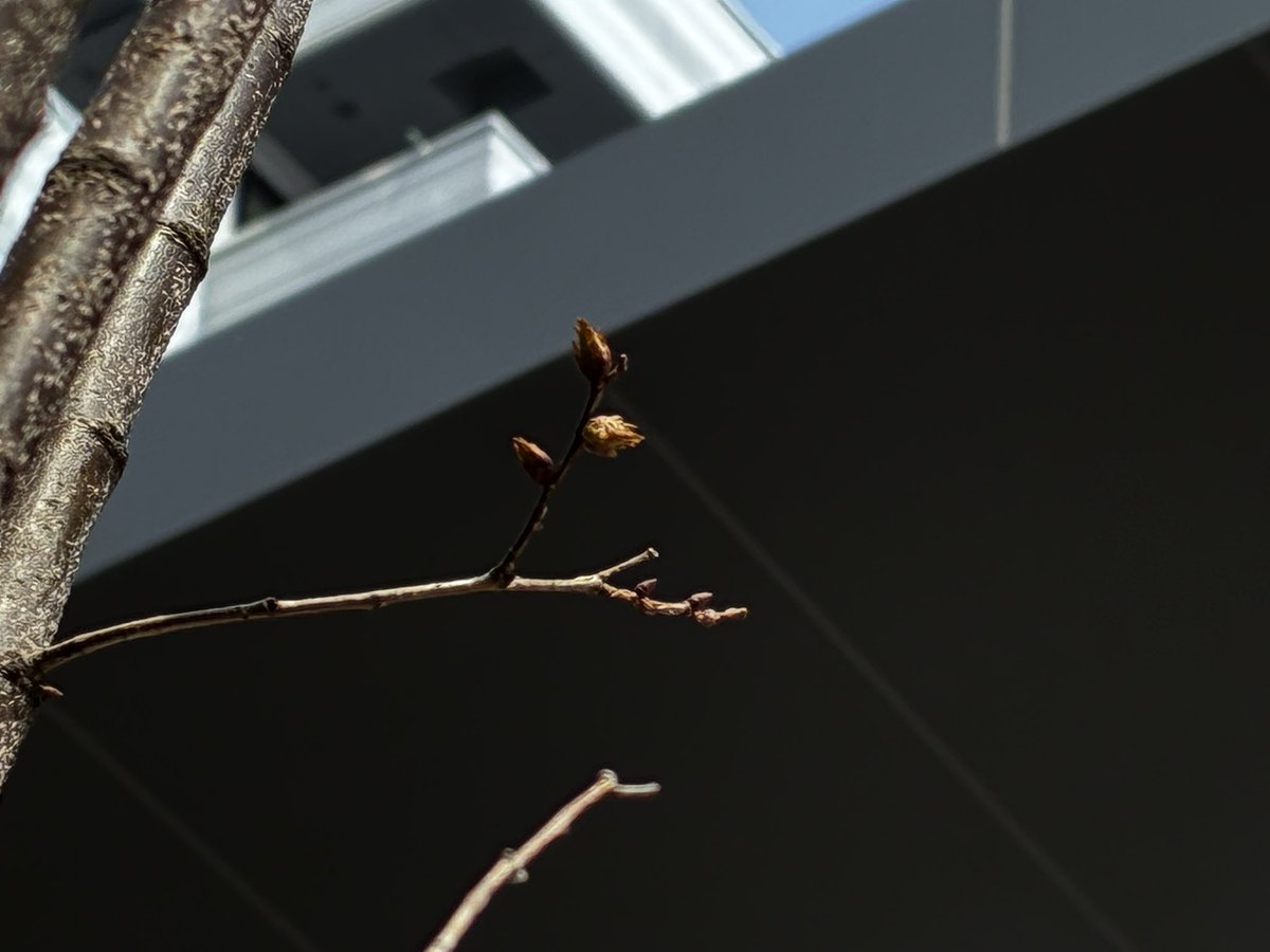 REDSUN金沢 tweet media