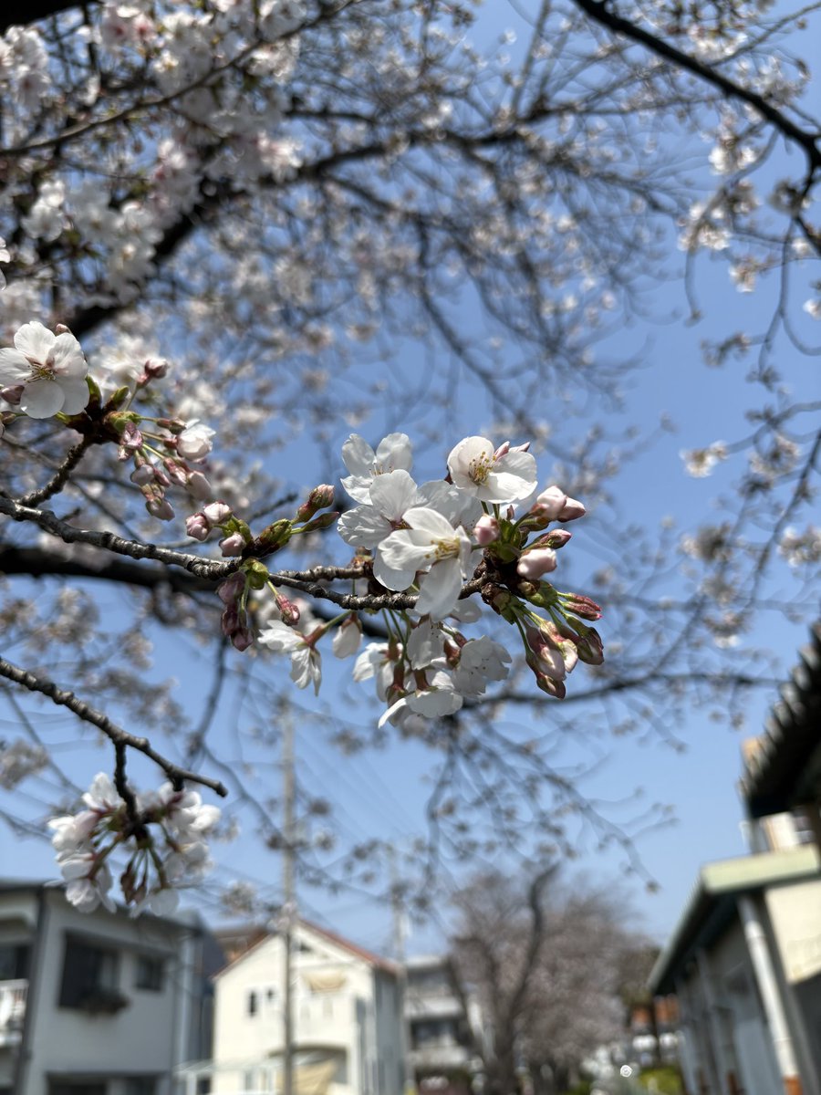 あったか過ぎて春にも程がある
花粉がなければサイコーの季節だ！

友達と花見にでもいきたいなーー