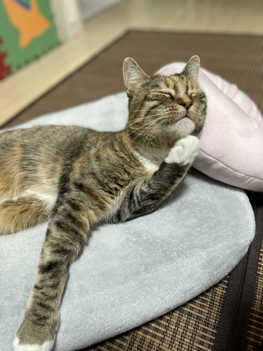 うめのこんぶ tweet media