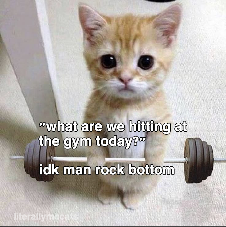 LiterallyMeCats tweet media