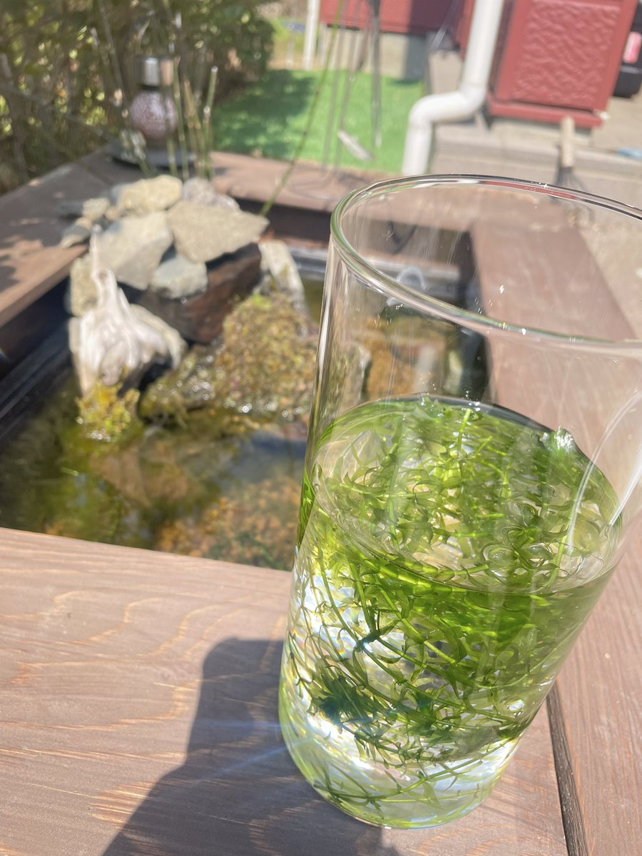 ezbar2009's tweet photo. 休日朝の出来事。
トカゲのしっぽ切り🦎‼️
見惚れてしまう。
幸先いいので肉🍖を焼こう。メダカの引っ越ししながら。ビール開けながら。
今日も良い日になりそうだ(笑)
 #カナヘビ #reptile #prey #キャンプ #庭キャンプ #漫画肉 #メダカ #ビオトープ https://t.co/4B5MDfak1T