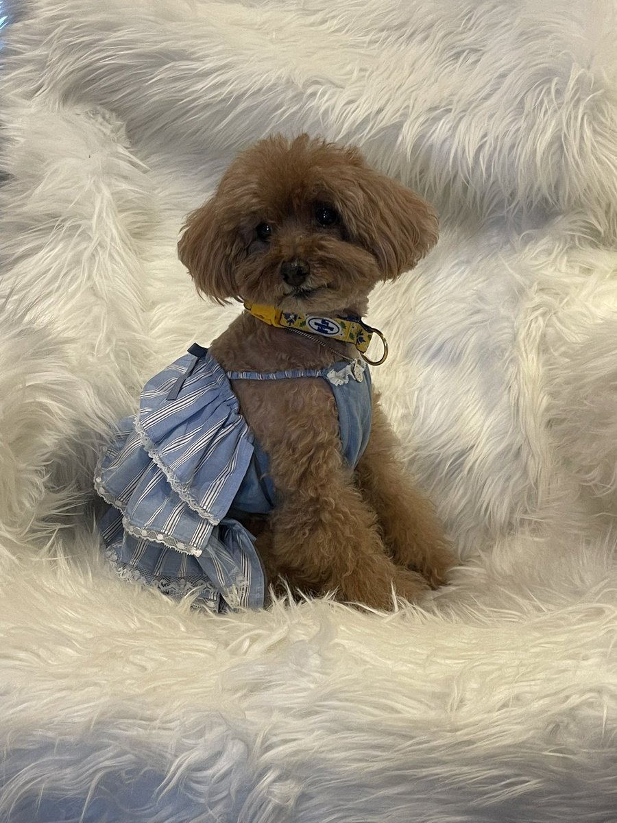 푸순 엄마 tweet media