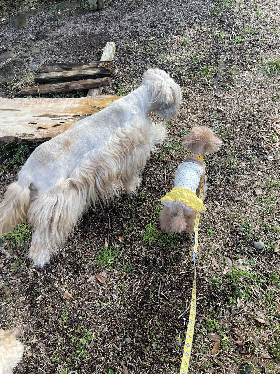 푸순 엄마 tweet media