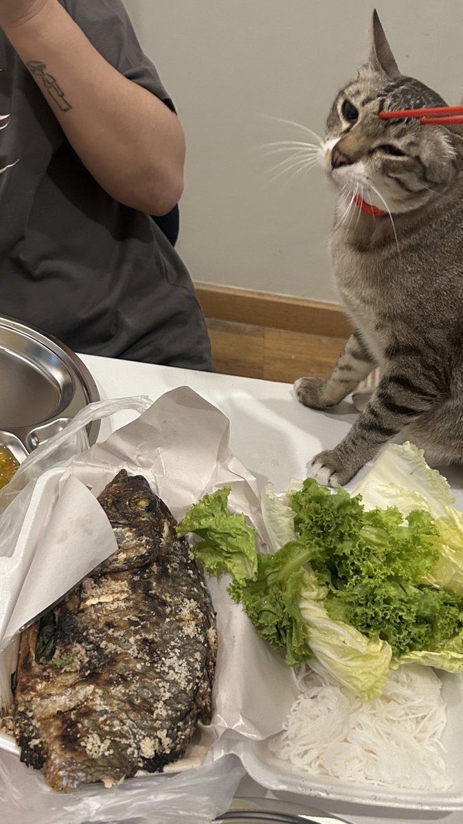 summer dec 🌱🏳️‍🌈🐈 tweet media