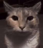 Nova 🇬🇹 💙💚 🇧🇷 tweet media