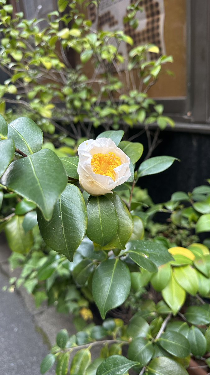 白根ゆたんぽ tweet media