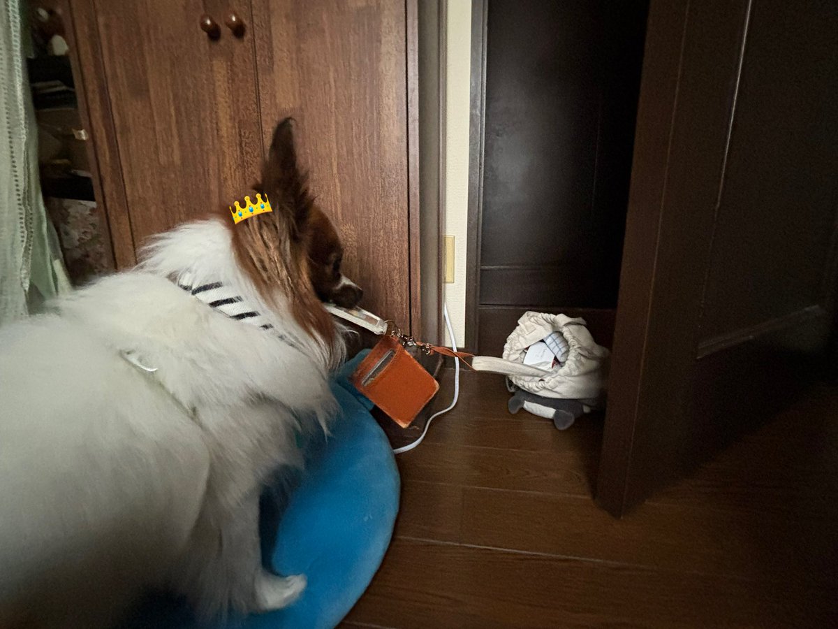 よもぎ🐶の飼い主 tweet media