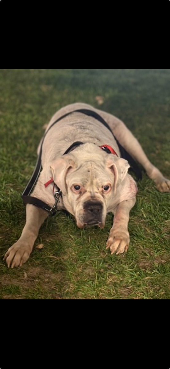 José Raymundo Cornejo Olvera tweet media