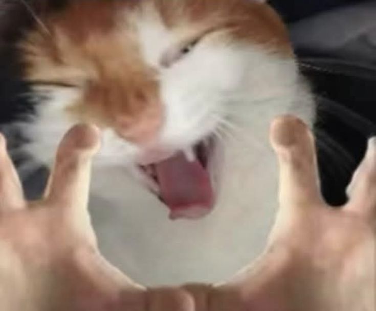 루타 (Ruta) tweet media