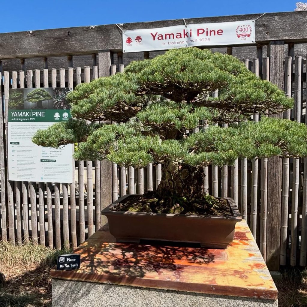 jmurrayva's tweet image. Skipped the crowds, found the bonsai! 🌱 #PeakBloom #BranchingOut #SpringInDC #GardenStateOfMind #ColumnAndConnected