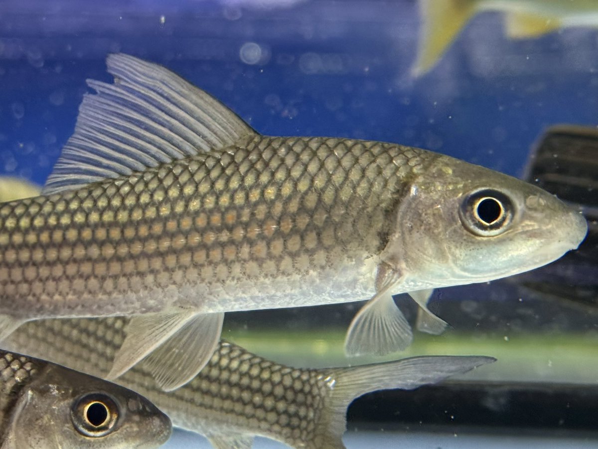 AQUA STYLE G tweet media