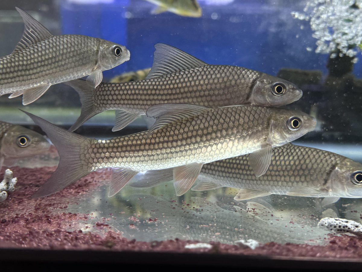 AQUA STYLE G tweet media