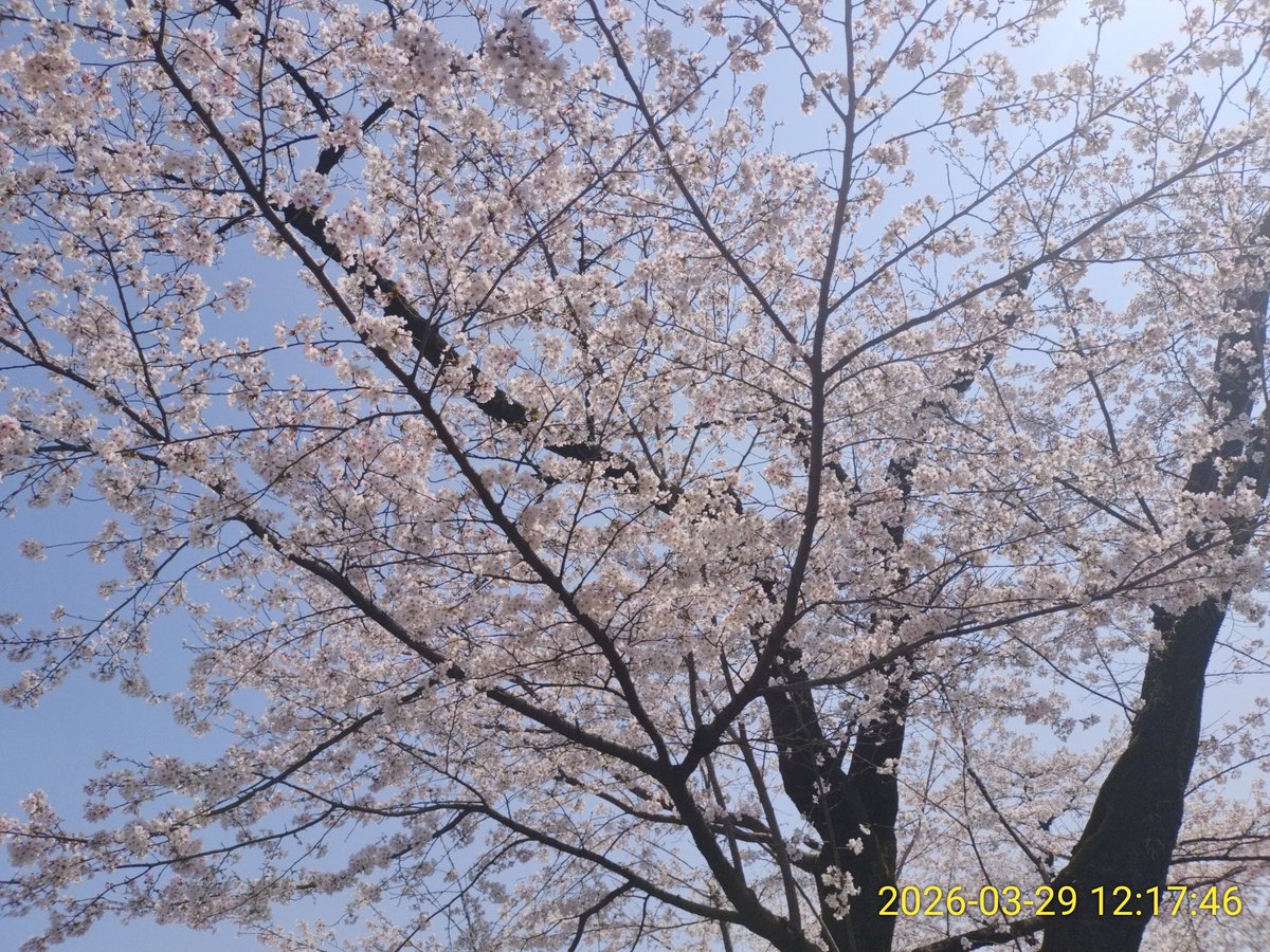 オケラ大王 tweet media