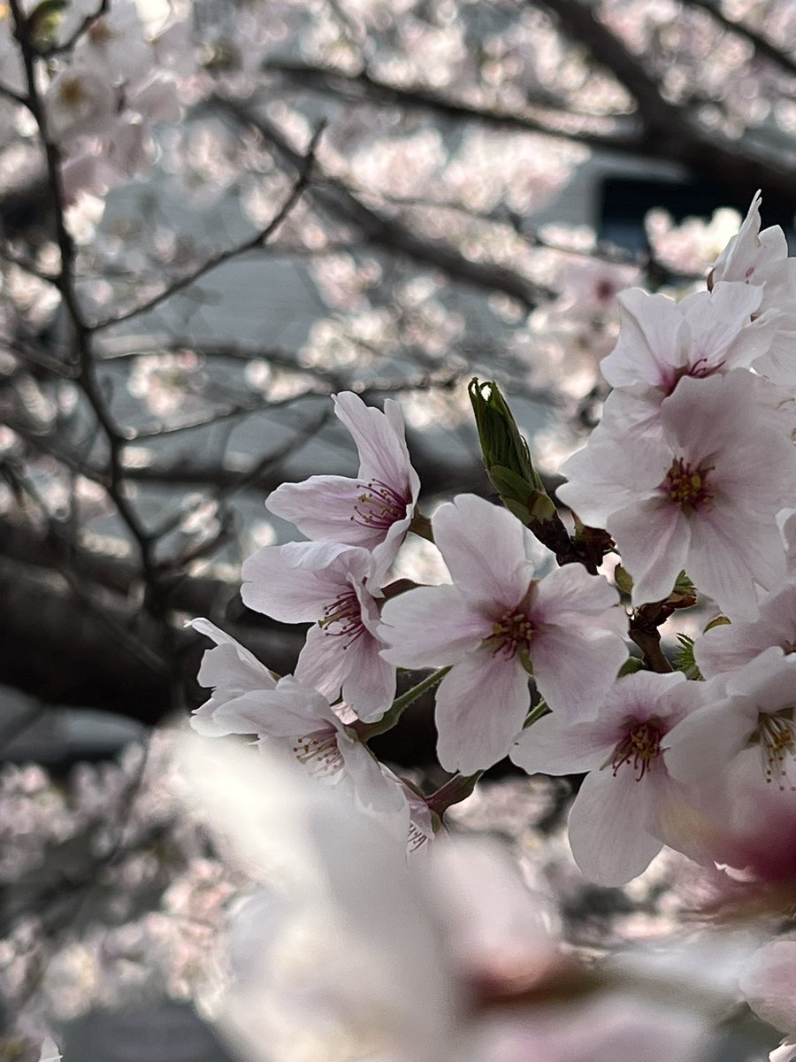 Ryosuke Tadakuma tweet media