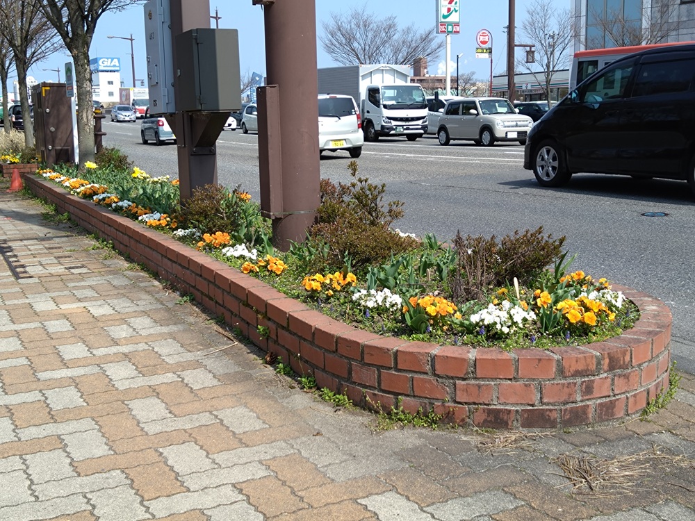 alliance2002's tweet photo. 【ＡＬＢ花植え隊】弁天橋たもとの植樹帯（花壇）に植えた花たちが元気に咲いています（2026.3.29） https://t.co/psaC7YQ4lS https://t.co/gzjCzF2mjr
