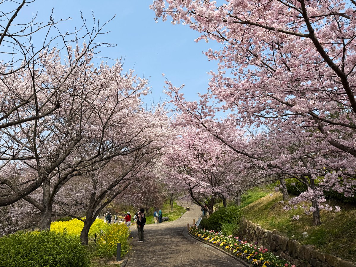 逃げドラ tweet media