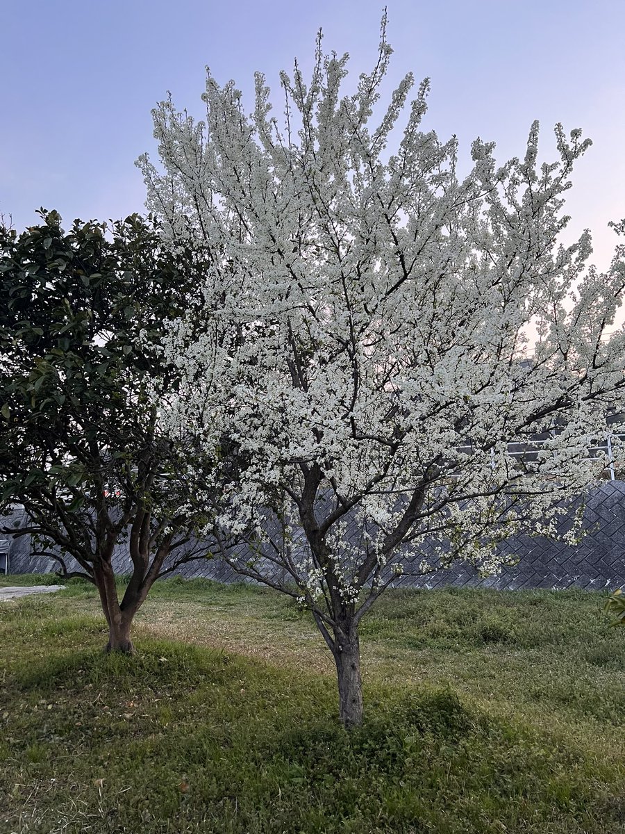 reima planet©︎ ⬣3DCG family tweet media