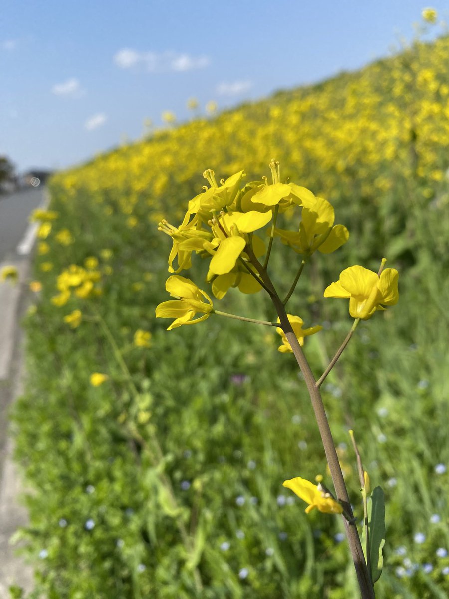 おふとん（ﾄﾝﾄﾝ３歳） tweet media