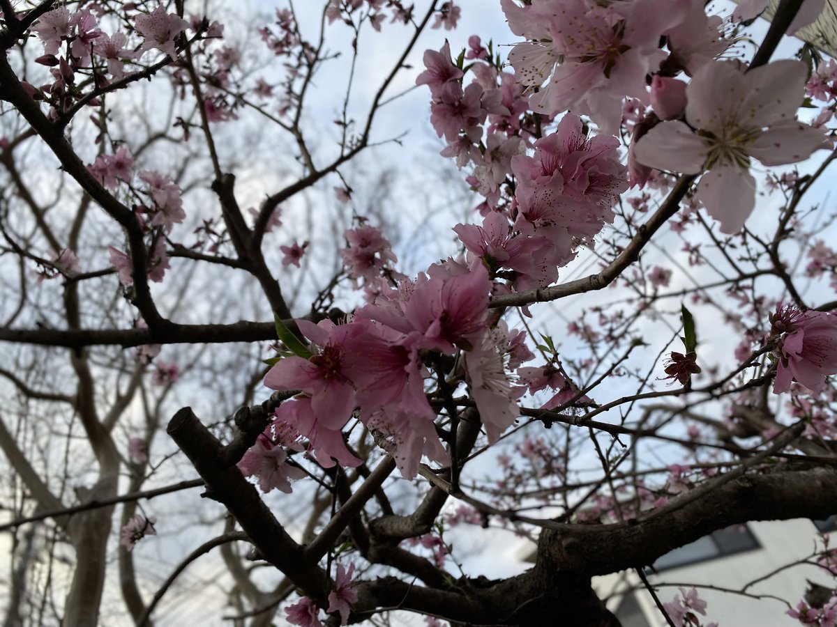 おふとん（ﾄﾝﾄﾝ３歳） tweet media