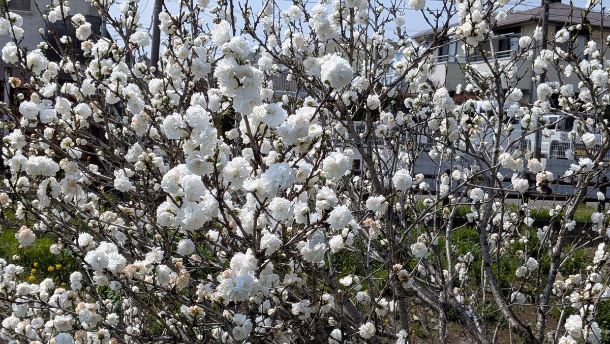 うわうわ tweet media