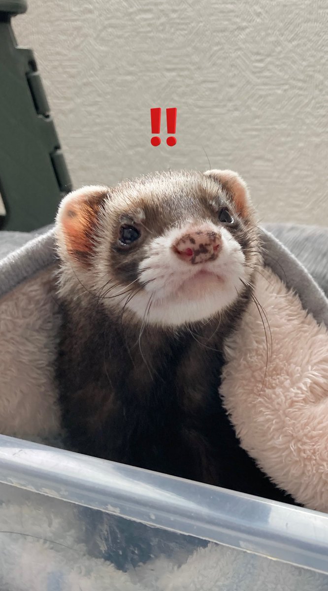 モフリーヌ tweet media