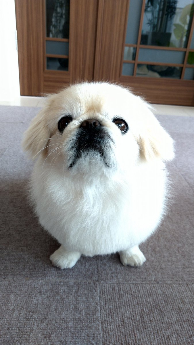 北のモッチ tweet media