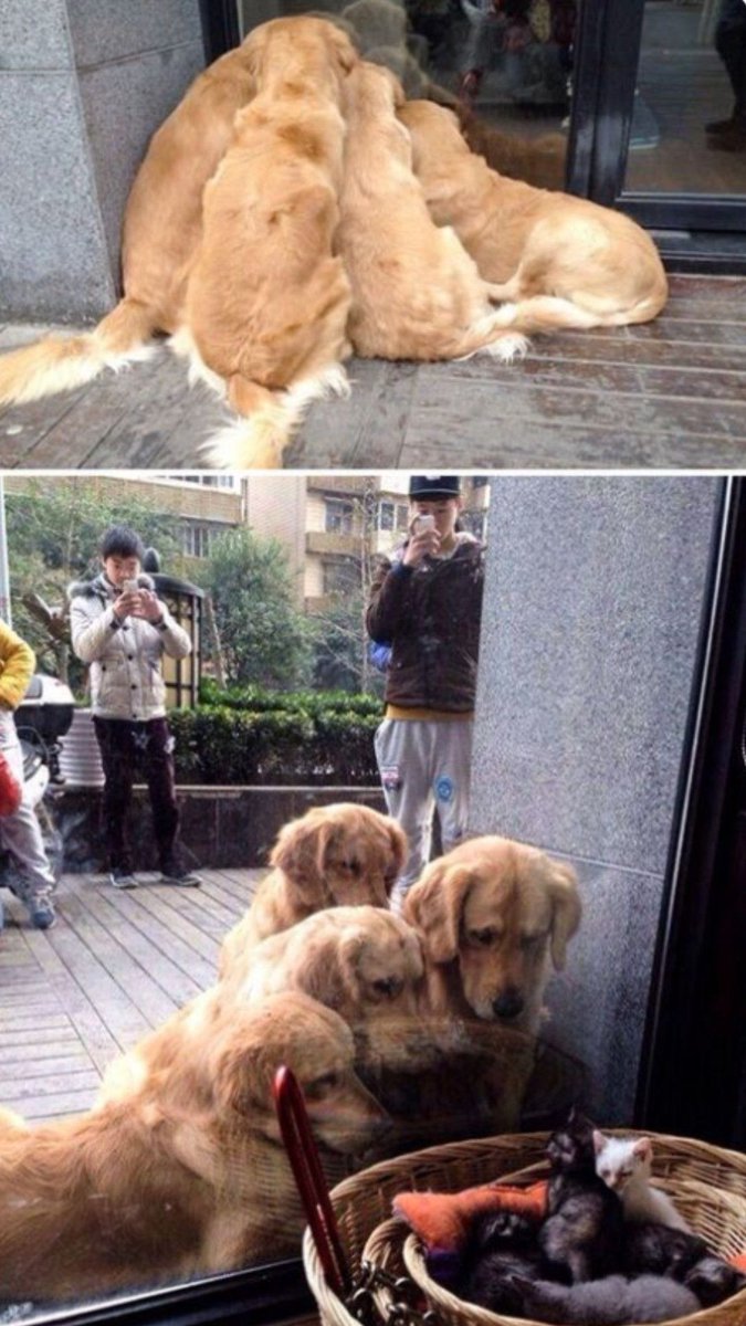 No Cats No Life tweet media