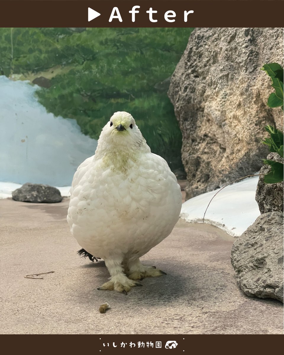 いしかわ動物園【公式】 tweet media