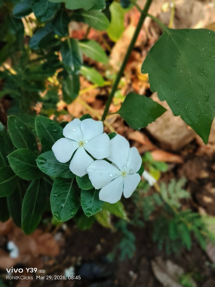 ROHITKUMBHOJKAR's tweet photo. This is not to show the #Droplets on the #Flowers and #Plant but is to show that they have been #Watered today in the morning.
Have a great Sunday ahead.
#RohitKClicks
#Selfpatting https://t.co/LO7vUnKj3E