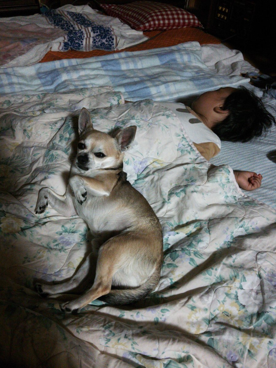 インドア系スムースチワワ、ツナさん tweet media