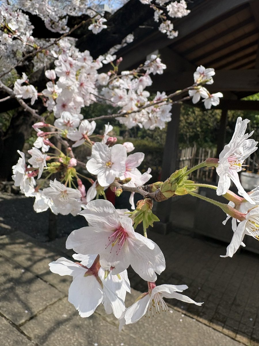 長田咲紀 tweet media