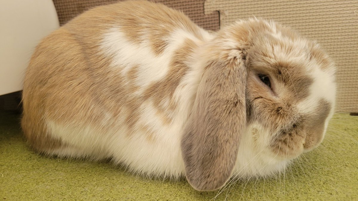 うさぎのまひろ🐰 tweet media