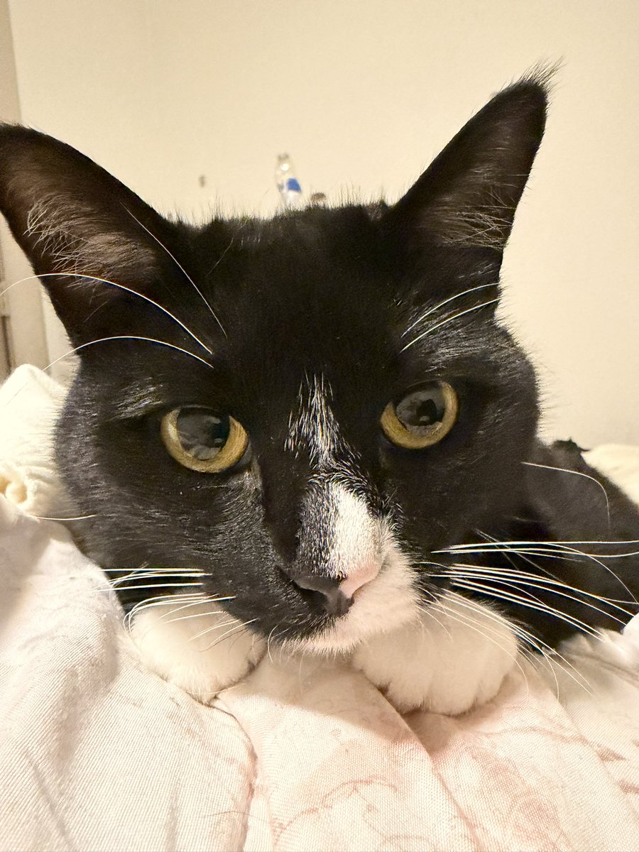 breanna 🇺🇸🇩🇪 tweet media