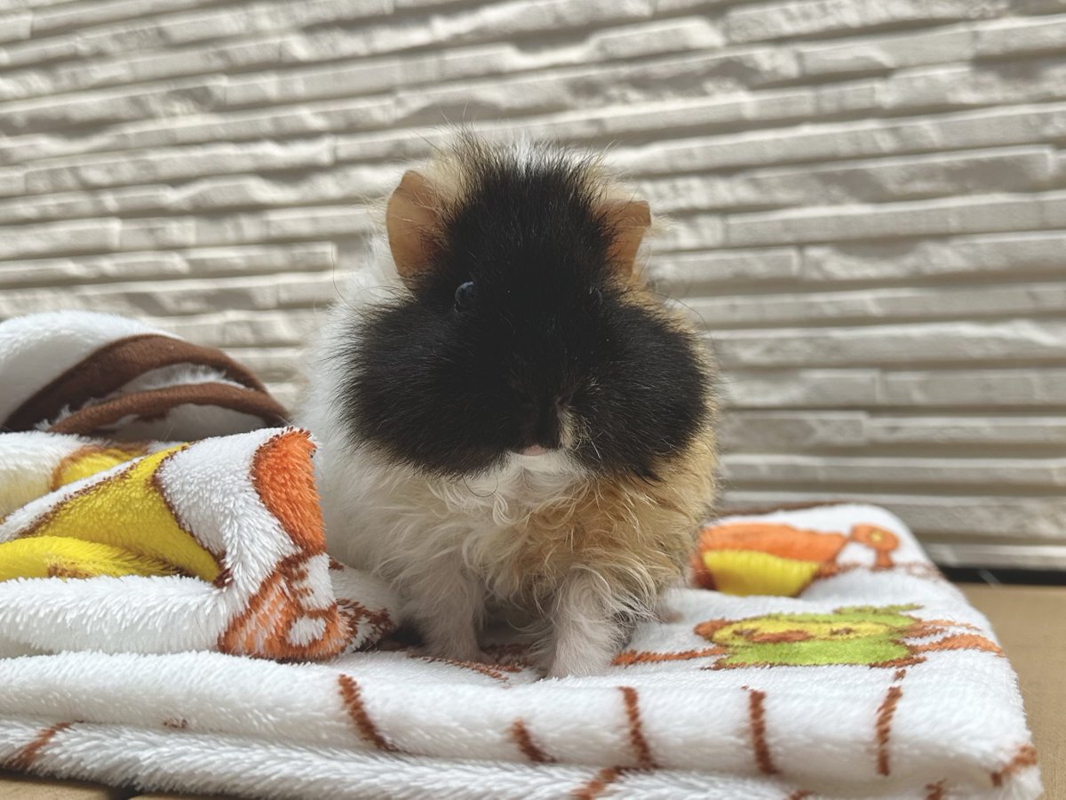 こちゃん🐹モルモット＆人間の赤ちゃん7m🎀 tweet media