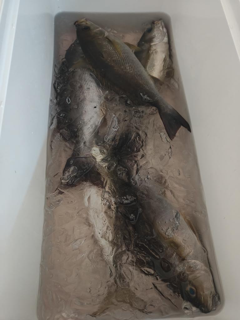 ピンクシュメール tweet media