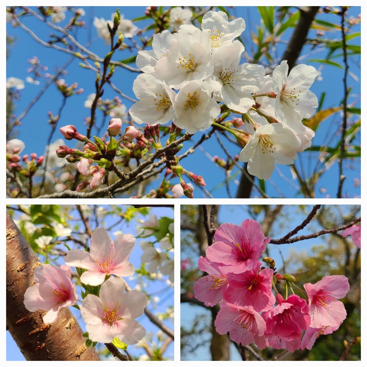 soma☘️ tweet media