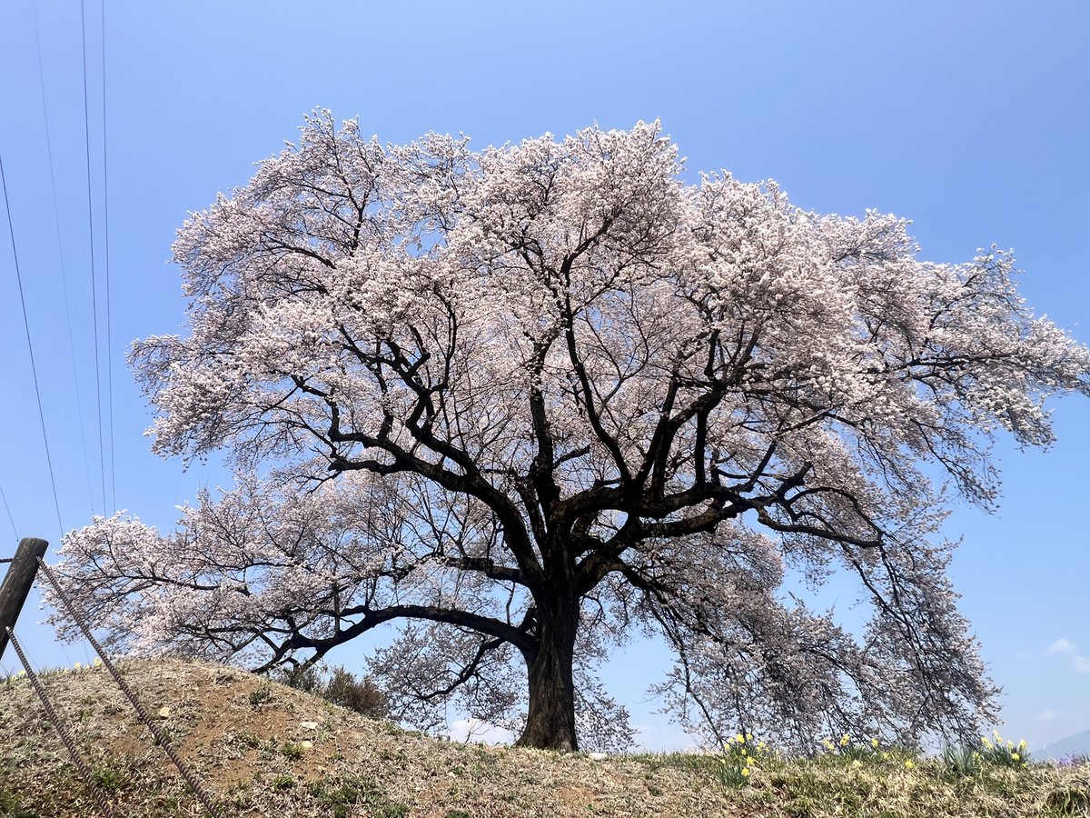 人間五十年🪭配管工☆パグ雄🐶 tweet media