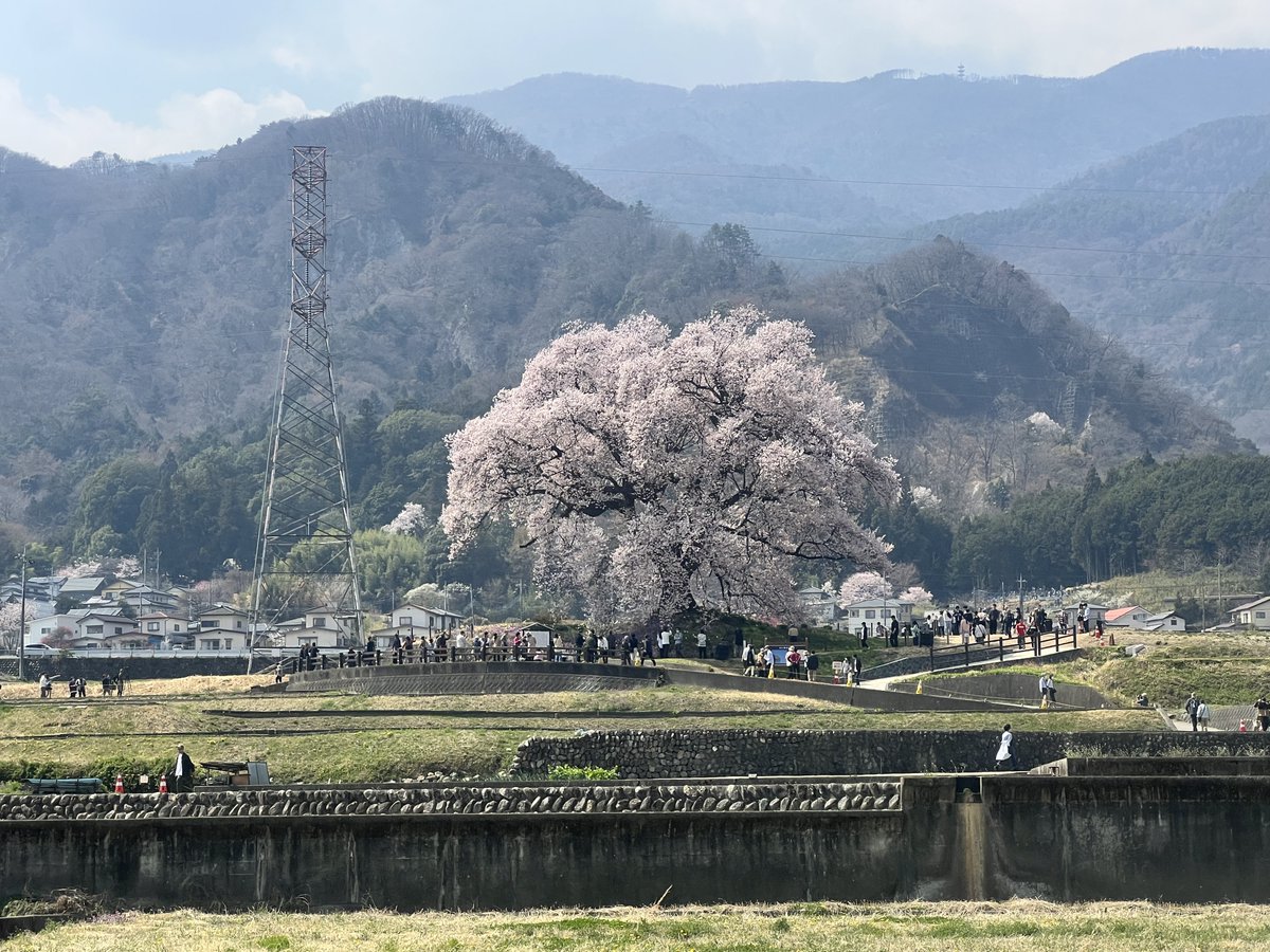 人間五十年🪭配管工☆パグ雄🐶 tweet media