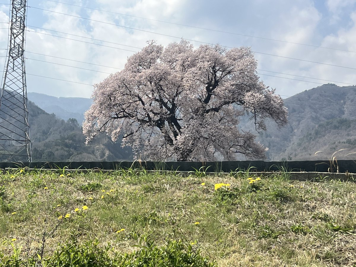 人間五十年🪭配管工☆パグ雄🐶 tweet media