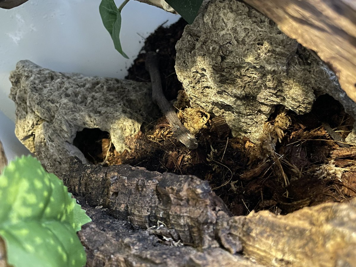 くーろん tweet media