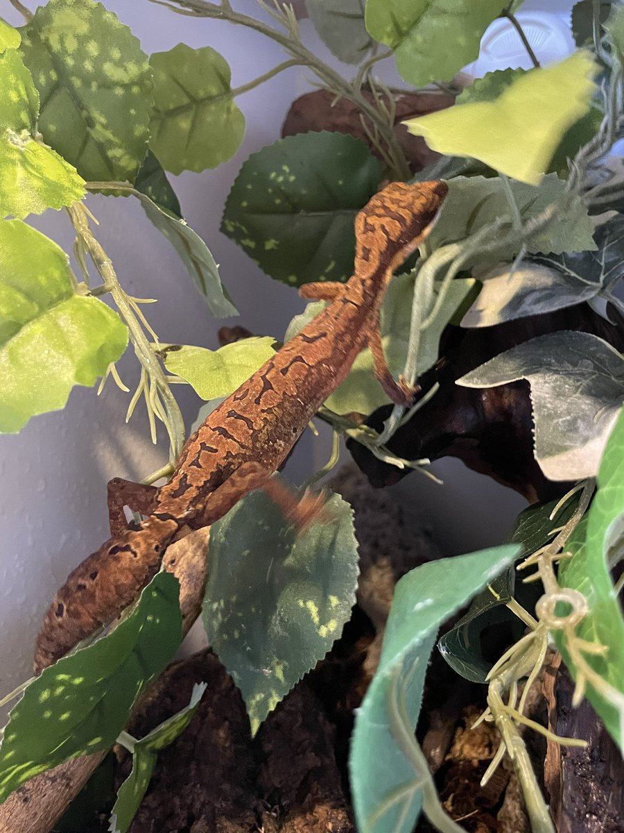 くーろん tweet media